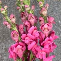 Antirrhinum Pink