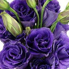 Lisianthus Purple