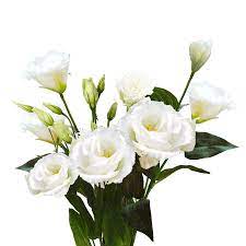Lisianthus  White