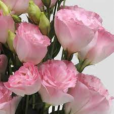 Lisianthus Soft Pink
