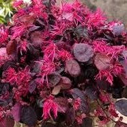 Loropetlum Burgundy
