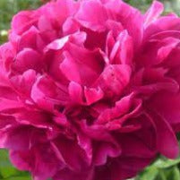 Peony Red Sarah