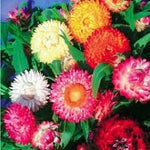 Strawflower (Helichrysum)