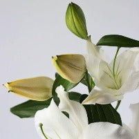 Lily (oriental) White Scented