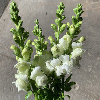 Antirrhinum White