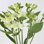 Charmelia Alstromeria  White (Long Lasting)