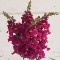 Antirrhinum Crimson Purple