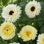 Calendula Yellow