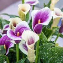 Calla Lily Assorted