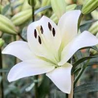 Lily White (Asiatic No scent)