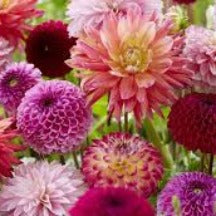 Dahlia assorted