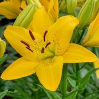 Lily Yellow (no scent)