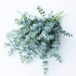 Eucalyptus Baby Blue