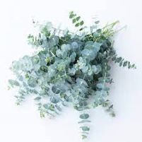 Eucalyptus Baby Blue