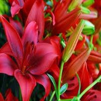 Lily Red  ( Asiatic No scent)