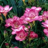 Freesia Pink