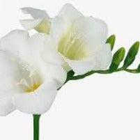 Freesia White