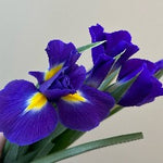 Dutch Iris Blue