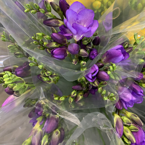 Freesia Blue
