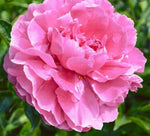 Peony Alexander Fleming