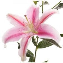 Lily Oriental Pink Scented