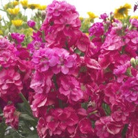 Matthiola Pink