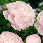 Peony Gardenia