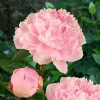 Peony Sarah Bernhardt