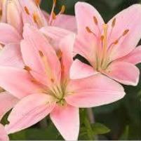 Lily Pink (Asiatic No scent)