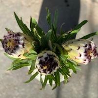 Protea Nerifolia Alba