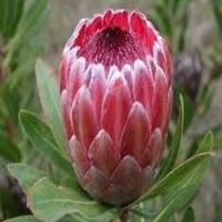Protea Pink (per stem)