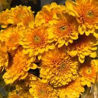 Chrysanthemum Rusty Orange Spray