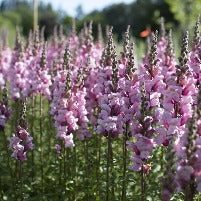 Antirrhinum Lavender