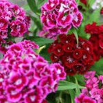 Sweet William