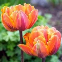 Tulip Double Orange