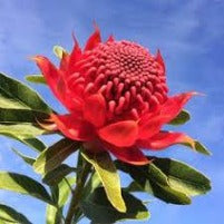 Waratah Red